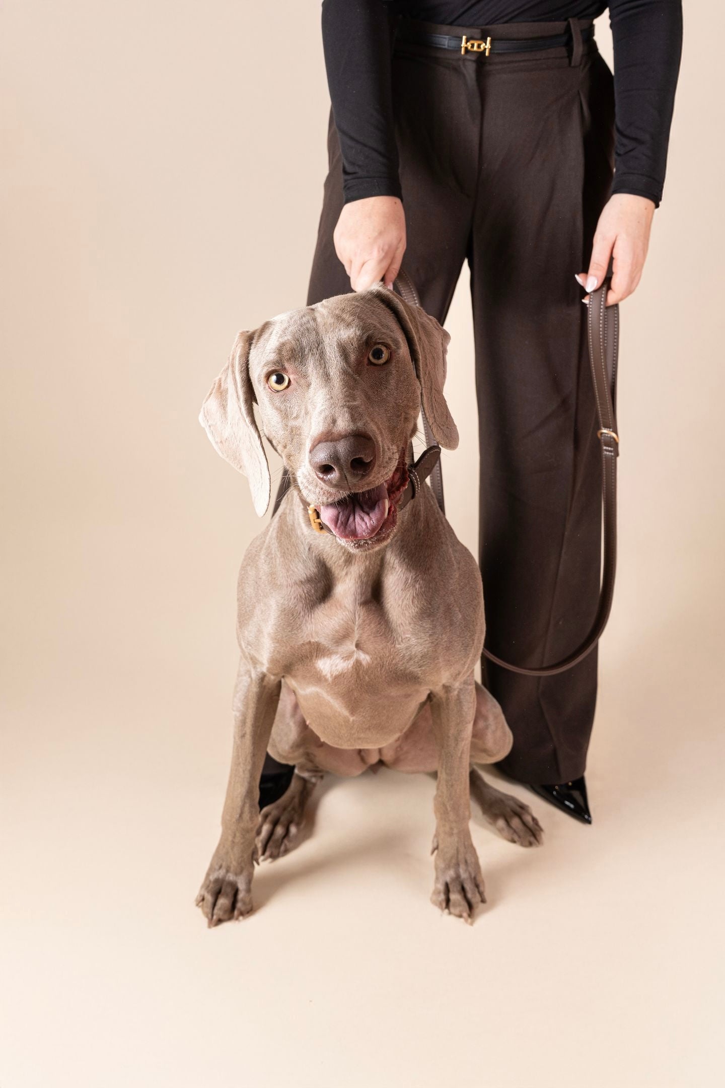 Laisse mains libres & classique