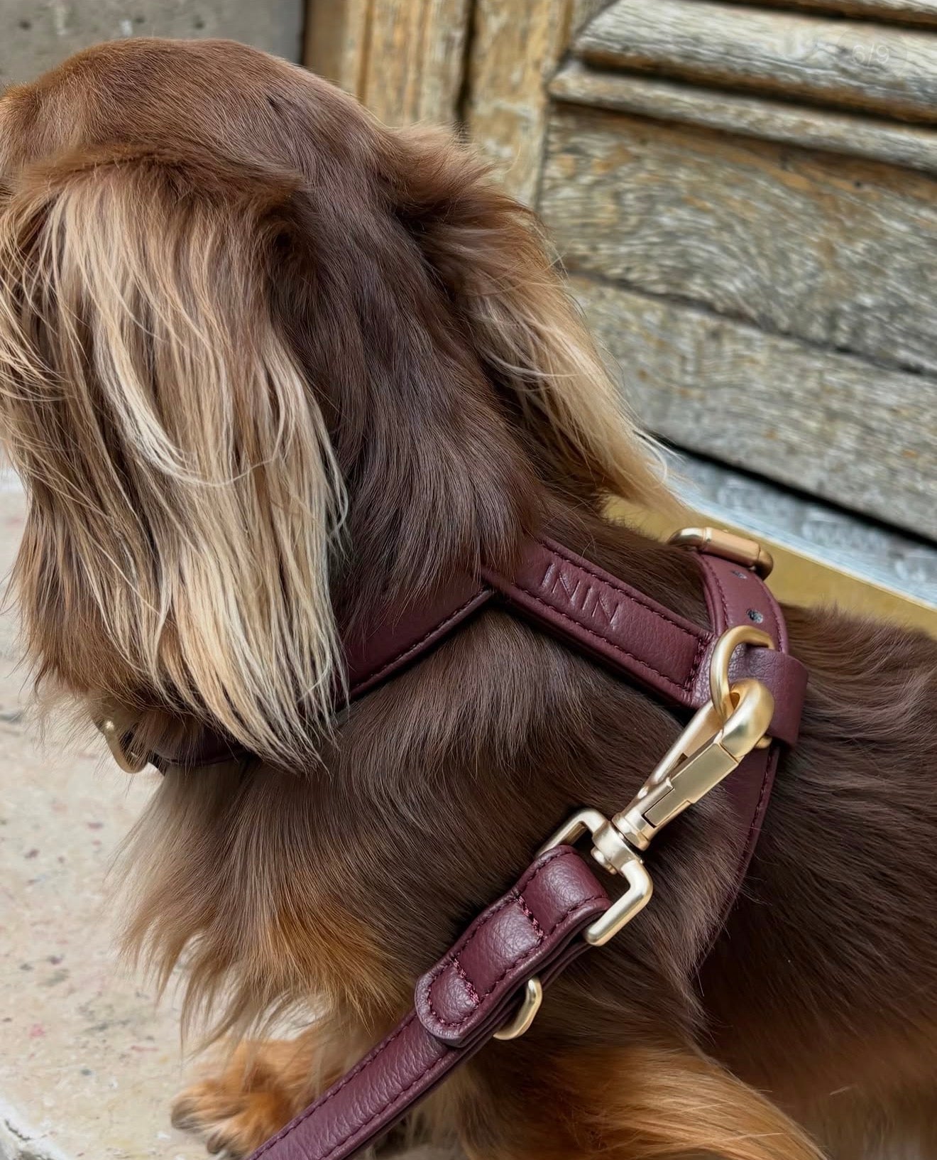 Harnais Burgundy