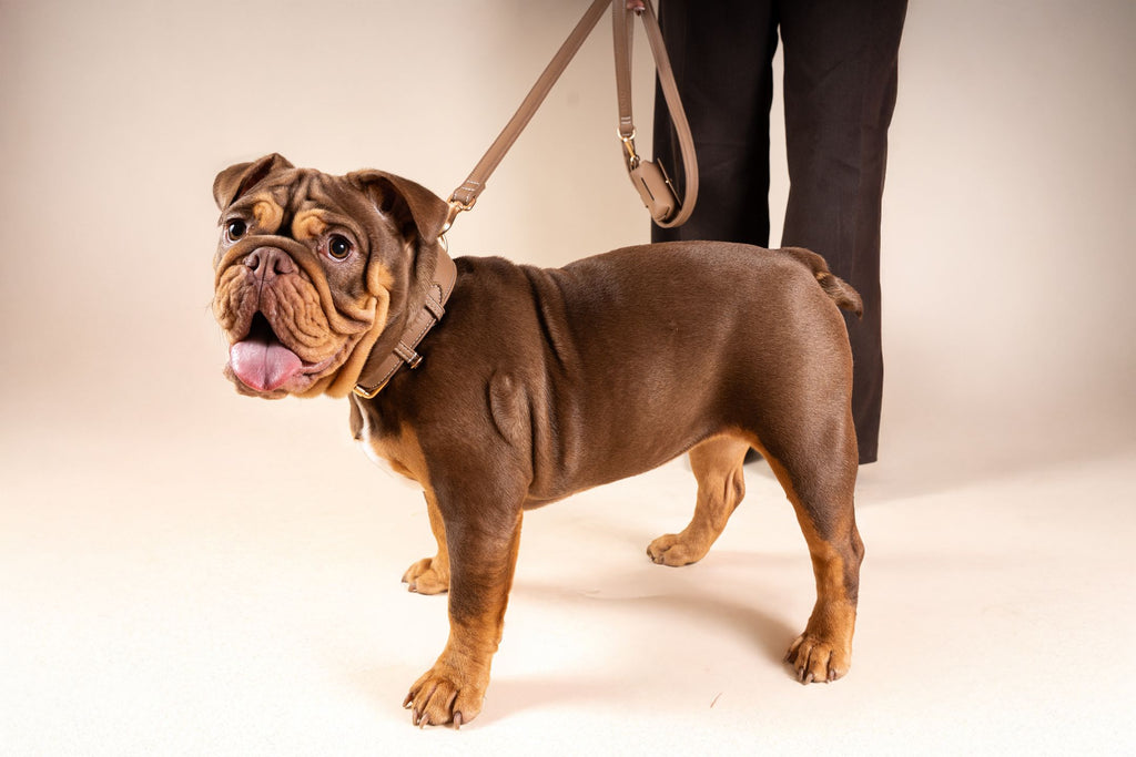 Laisse Classique Beige