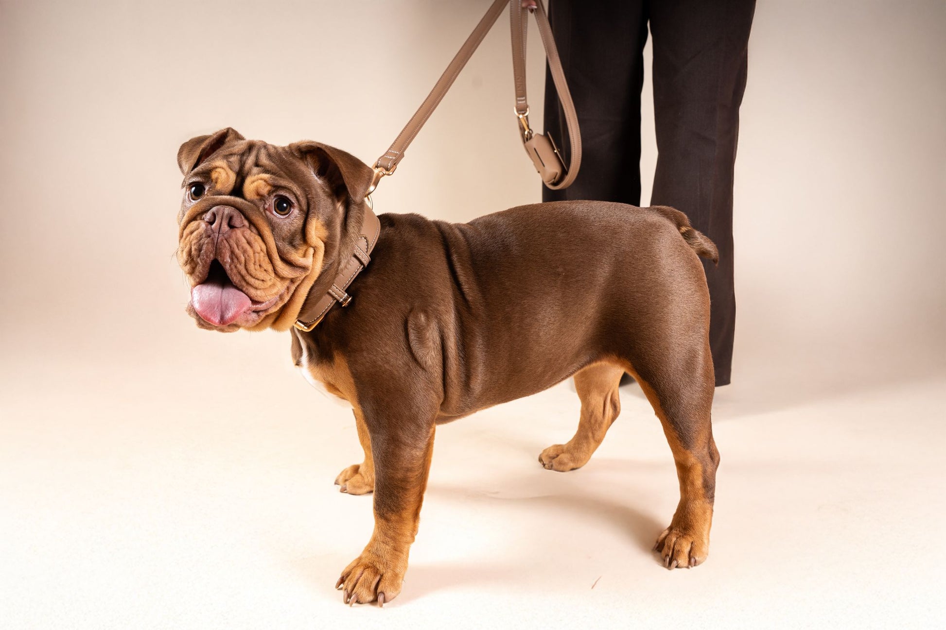 Laisse Classique Beige