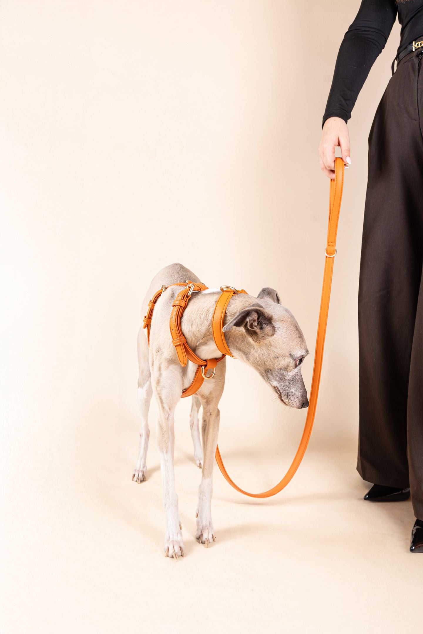 Laisse Classique Orange