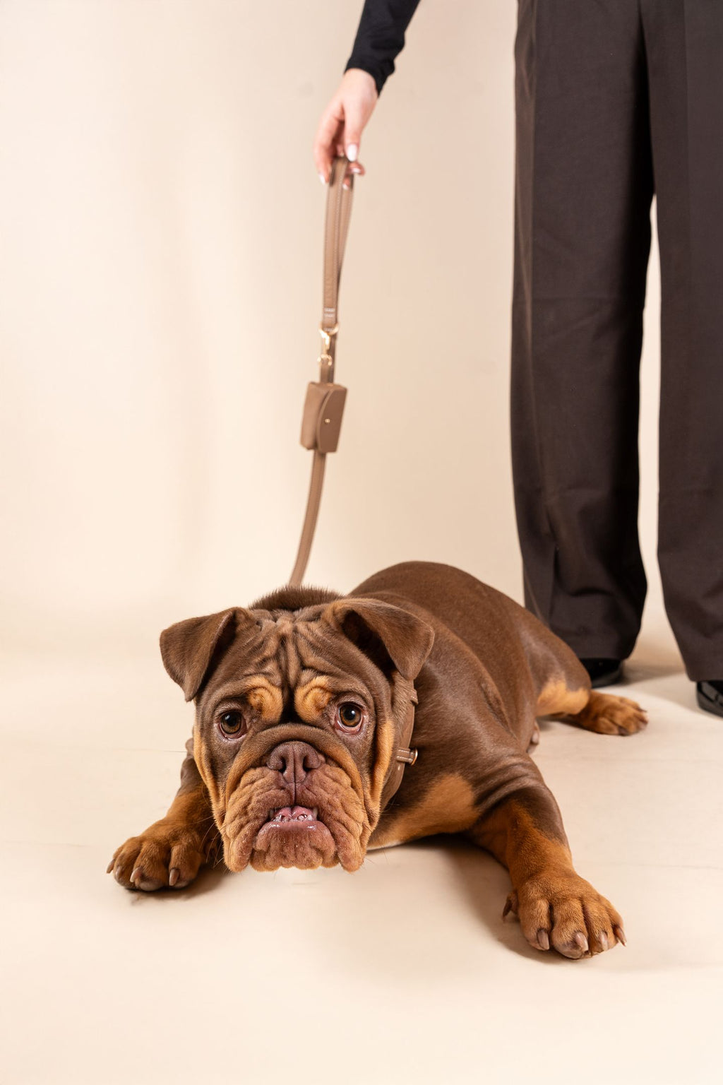 Laisse Classique Beige