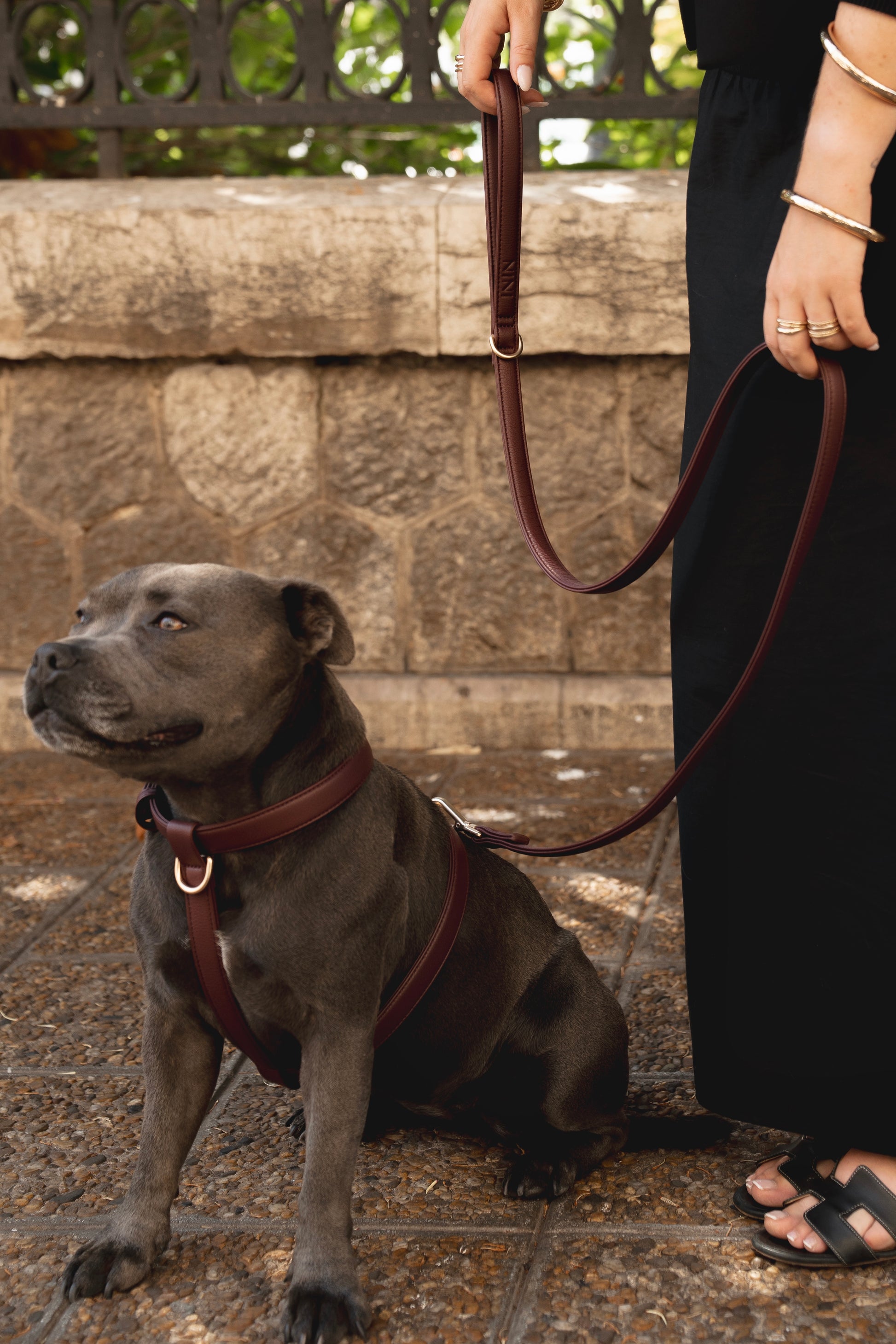 Laisse Classique Burgundy