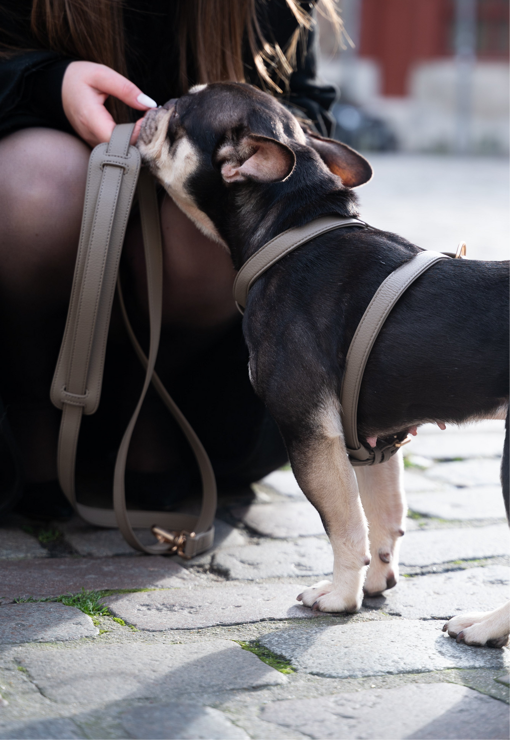Laisse Mains-libres Grey