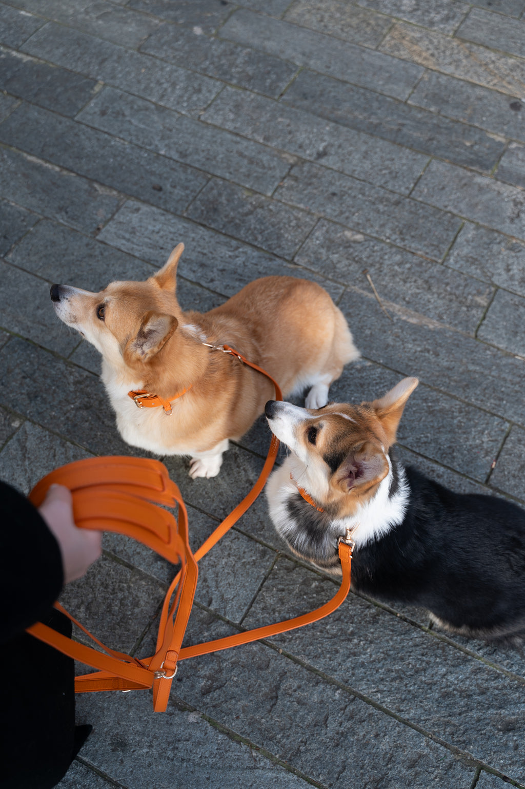 Laisse Mains-libres Orange